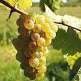Sylvaner  width=
