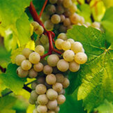 Pinot Blanc  width=