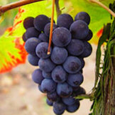 Pinot Noir  width=