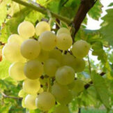 Muscat  width=