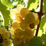 Riesling Grand Cru  width=