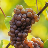 Pinot Gris Grand Cru  width=
