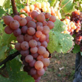 Gewurztraminer Grand Cru  width=
