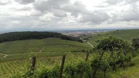 Grand Cru Sommerberg