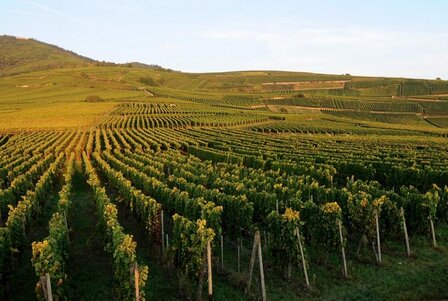 Afbeelding van Grand Cru Hengst