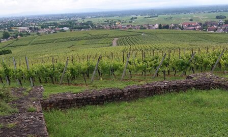 Clos Vicus Romain op Grand Cru Hengst