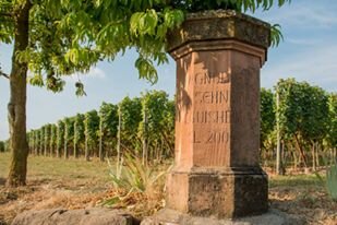 Afbeelding van perceel op de Grand Cru Eichberg