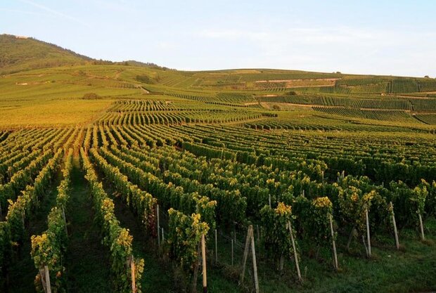 Afbeelding van Grand Cru Hengst