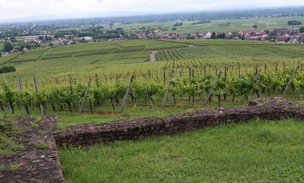 Afbeelding Clos Vicus Romain op Grand Cru Hengst