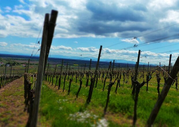 Afbeelding Grand Cru Steinert wijngaard