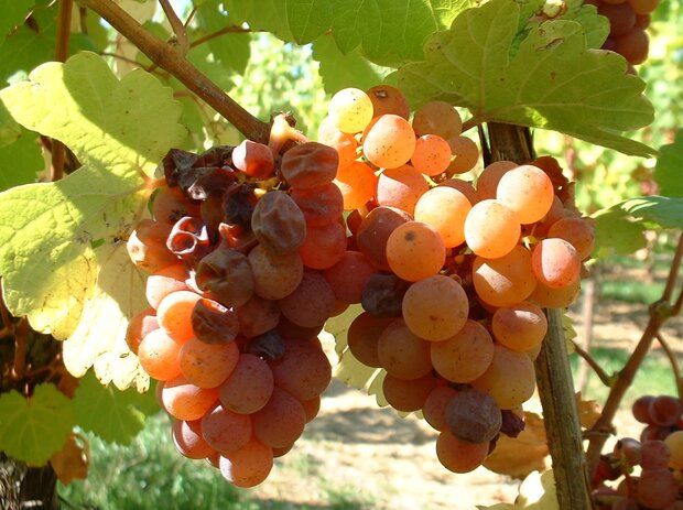 Afbeelding van Gewurztraminer druiven die zijn aangetast door edele rotting