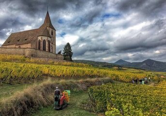 Pinot-Gris-Grand-Cru