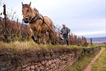 WIJNBOEREN